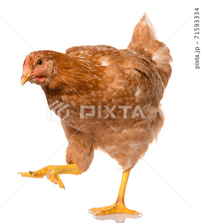one brown walking chicken isolated on white background, studio shoot one brown walking chicken isolated on white background, studio shoot 71593334