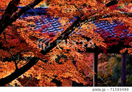 広島県三原市佛通寺の紅葉 広島県三原市佛通寺の紅葉 71593499