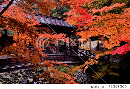 広島県三原市佛通寺の紅葉 71593500