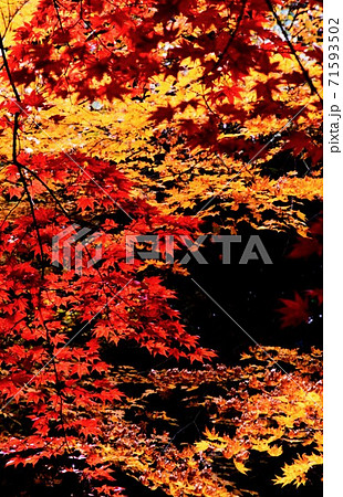 広島県三原市佛通寺の紅葉 71593502