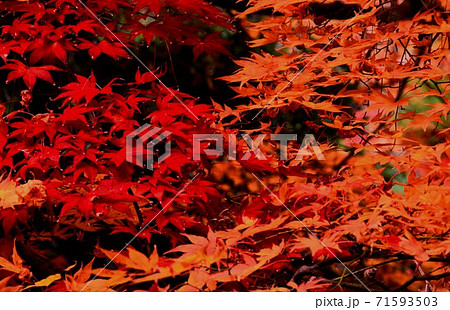 広島県三原市佛通寺の紅葉 広島県三原市佛通寺の紅葉 71593503