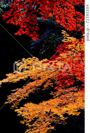 広島県三原市佛通寺の紅葉 71593504