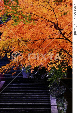 広島県三原市佛通寺の紅葉 71593507