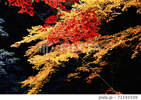 広島県三原市佛通寺の紅葉 71593509