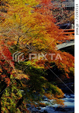広島県三原市佛通寺の紅葉 71593514