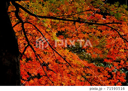 広島県三原市佛通寺の紅葉 広島県三原市佛通寺の紅葉 71593516