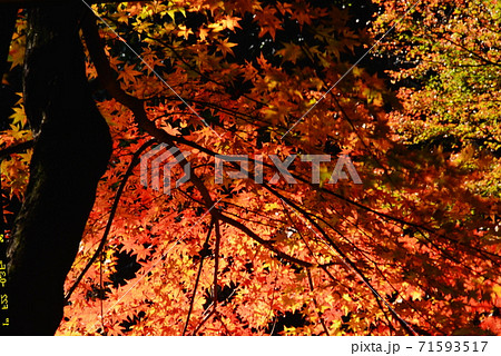 広島県三原市佛通寺の紅葉 広島県三原市佛通寺の紅葉 71593517