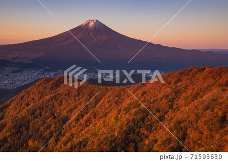 赤く染まる紅葉　三ッ峠から望む富士山 71593630