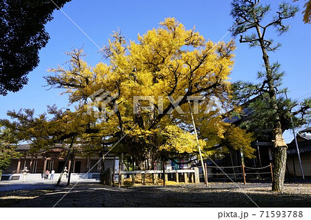 岡山県久米南町にある浄土宗の寺「誕生寺」の大イチョウ 71593788