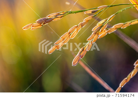 Close up of rice seeds in the field with back lit by sunlight Close up of rice seeds in the field with back lit by sunlight 71594174