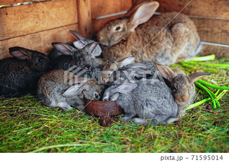 Little rabbits eat from the same feeder. Friendly family Little rabbits eat from the same feeder. Friendly family 71595014