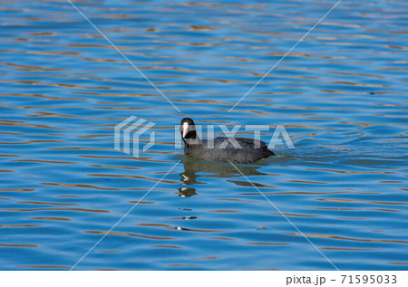 振り向いたオオバン 71595033