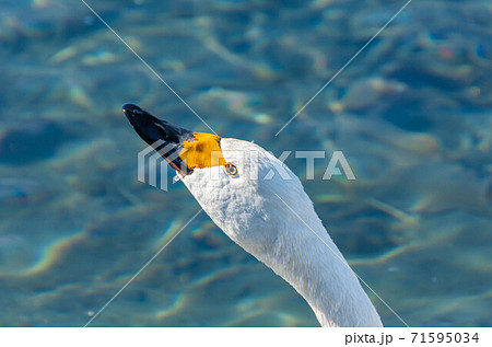 白鳥の顔 71595034