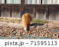 落ち葉と猫 71595113
