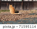 落ち葉と猫 71595114