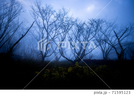 幻想的な霧 71595123