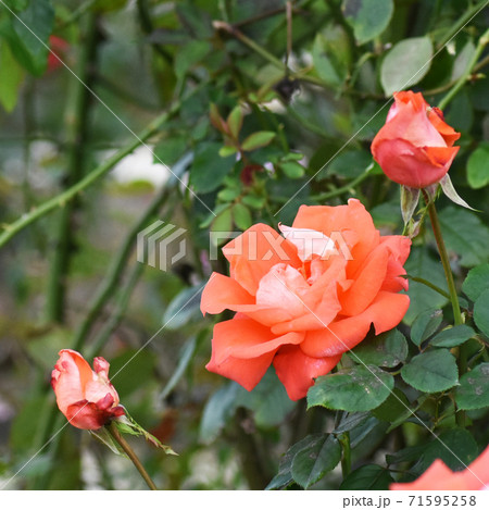 成田ファームランドに咲く秋咲きの薔薇 ローラの写真素材