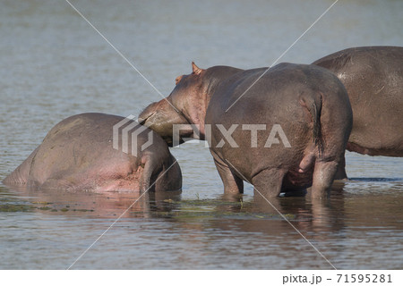 HIPPOPOTAMUS AMPHIBIUS, South Africa 71595281