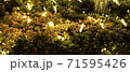 草木のイルミネーション 71595426