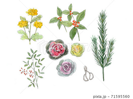 お正月の植物 花のイラスト素材