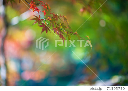 池に映り込む紅葉 71595750