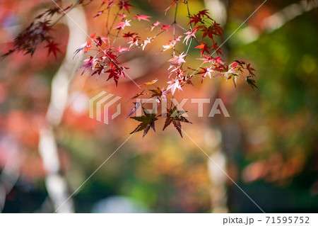 池に映り込む紅葉 池に映り込む紅葉 71595752