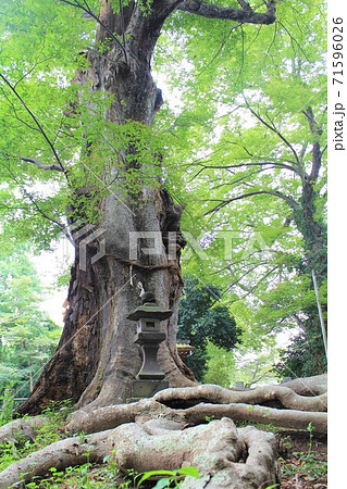 ご神木・城山稲荷神社のケヤキ（埼玉県本庄市） 71596026