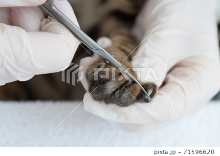 The veterinarian cuts off the cat's claws. Doctor's hands in gloves close-up. Receiving an animal in the clinic. The veterinarian cuts off the cat's claws. Doctor's hands in gloves close-up. Receiving an animal in the clinic. 71596620