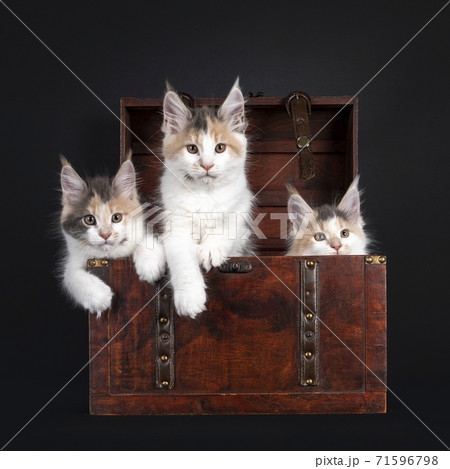Maine Coon cat kittens on black 71596798