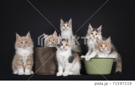 Row of Maine Coon cat kittens on black Row of Maine Coon cat kittens on black 71597219
