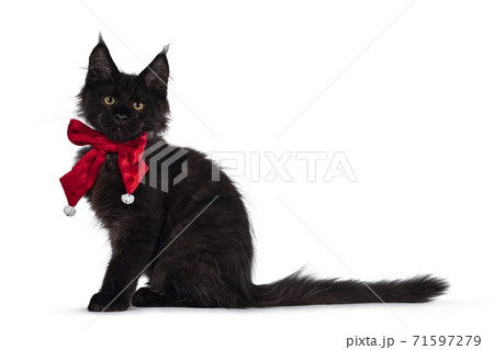 Solid black Maine Coon cat kitten on white in christmas setting Solid black Maine Coon cat kitten on white in christmas setting 71597279