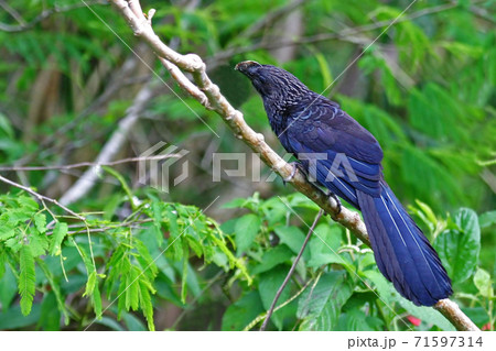 Smooth-billed Ani, Crotophaga ani, perched on a small branch 71597314
