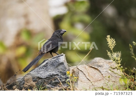 Groove-billed Ani, Crotophaga sulcirostris, perched on rocks Groove-billed Ani, Crotophaga sulcirostris, perched on rocks 71597325