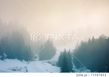spruce trees on the hill on a foggy morning. beautiful nature scenery in winter. backlit silhouettes in mist 71597833