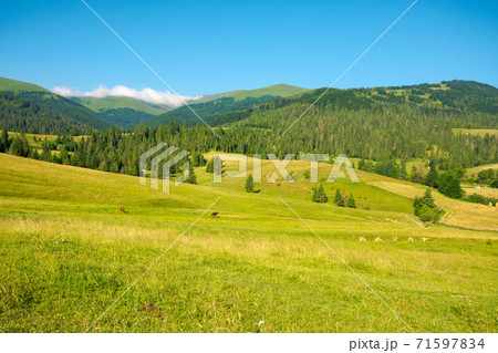 mountainous countryside in summertime. grassy field in front on the forest on rolling hills at the foot on the mountain range with alpine meadow beneath a blue sky with clouds 71597834