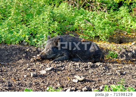 Wild hogs in the forest 71598129