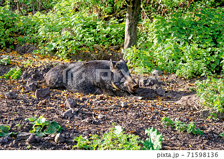 Wild hogs in the forest Wild hogs in the forest 71598136