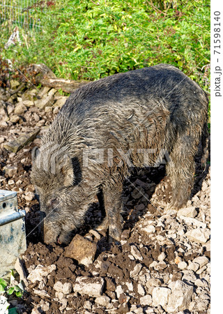 Wild hogs in the forest Wild hogs in the forest 71598140