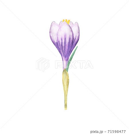 Watercolor crocus flowerのイラスト素材 [71598477] - PIXTA