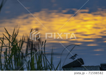 Sunset in nature reserve Rezabinec in Southern Bohemia, Czech Republic Sunset in nature reserve Rezabinec in Southern Bohemia, Czech Republic 71598582