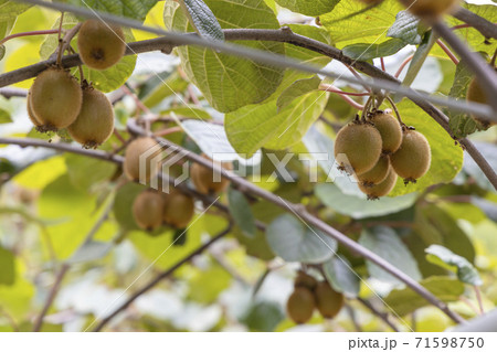 Orchard with kiwi in Marche, Central Italy Orchard with kiwi in Marche, Central Italy 71598750