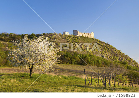 Spring landscape near Pavlov with Devicky ruins in Palava, Southern Moravia, Czech Republic 71598823