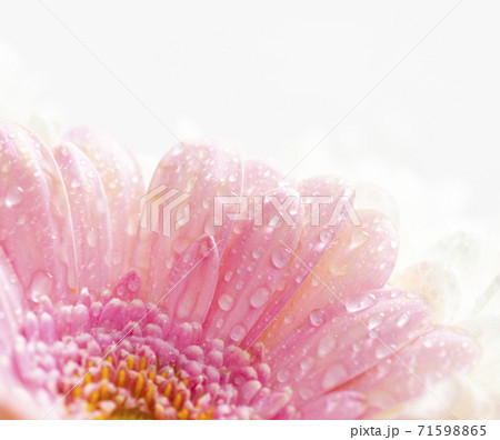 Still life of flowers on white background 71598865