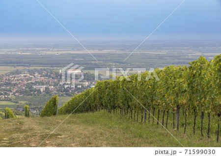 Siklos castle in Villany region with vineyards, Southern Hungary Siklos castle in Villany region with vineyards, Southern Hungary 71599030