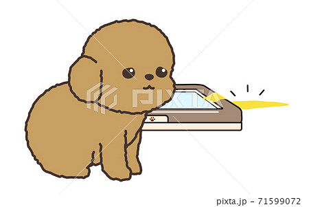 トイレから外して尿をしてしまった犬 71599072