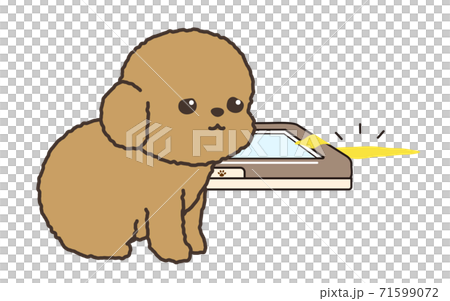 トイレから外して尿をしてしまった犬 71599072