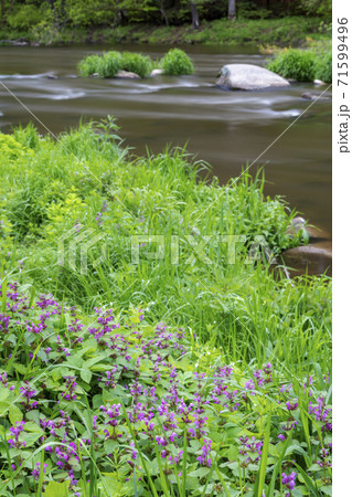 river Sazava near Smrcna, Czech Republic 71599496