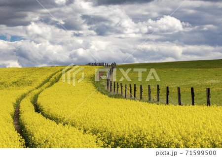 Rapeseed field in Central Bohemia, Czech Republic Rapeseed field in Central Bohemia, Czech Republic 71599500