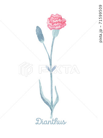 A Dianthus flower isolated with an inscription 71599509