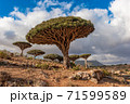 Dragon trees on Socotra Island, Yemen 71599589